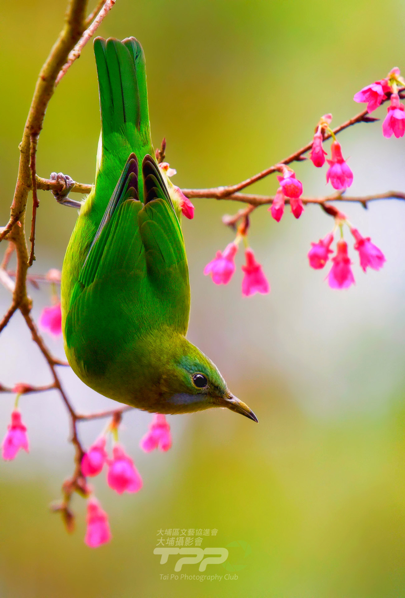 花鳥圖