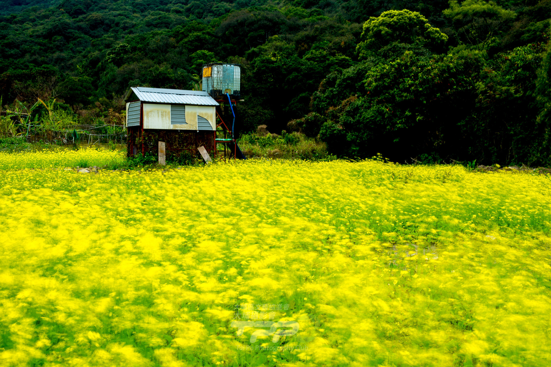 花天錦地